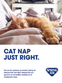 Poster - SA Catnap